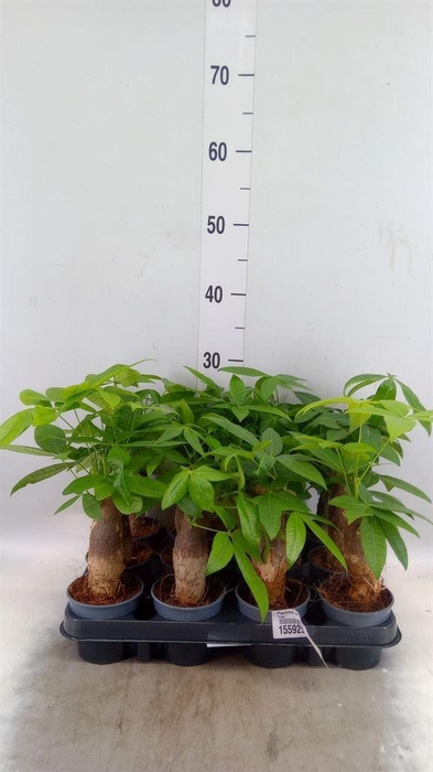 <h4>Pachira aquatica</h4>