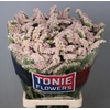 Limonium sinuatum 'Sinuet Apricot'