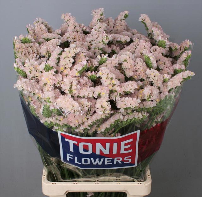 <h4>Limonium sinuatum 'Apricot Sun Bir'</h4>