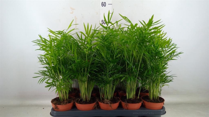 <h4>Chamaedorea elegans</h4>
