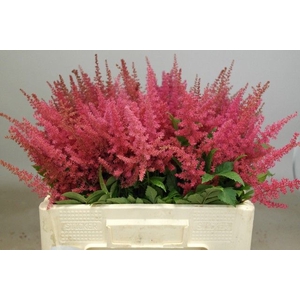 Astilbe Else Schluck Rutgrink