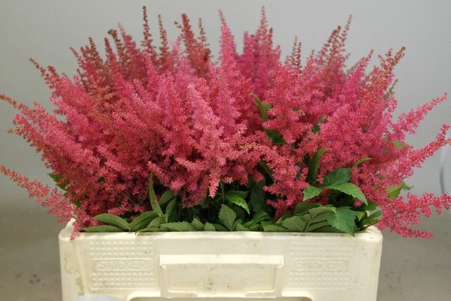 <h4>Astilbe Else Schluck Rutgrink</h4>