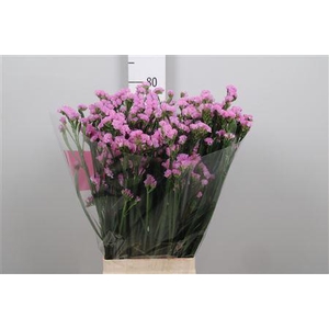 Lim S Fantasia Wings