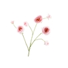 Rosa Branch Pink