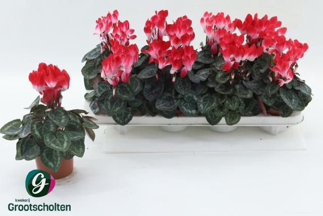 <h4>CYCL MD INDIAKA</h4>