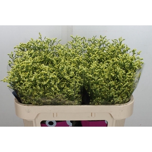 Limonium sinense 'China Summer'