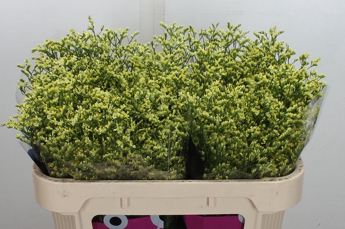 <h4>Limonium sinense 'China Summer'</h4>
