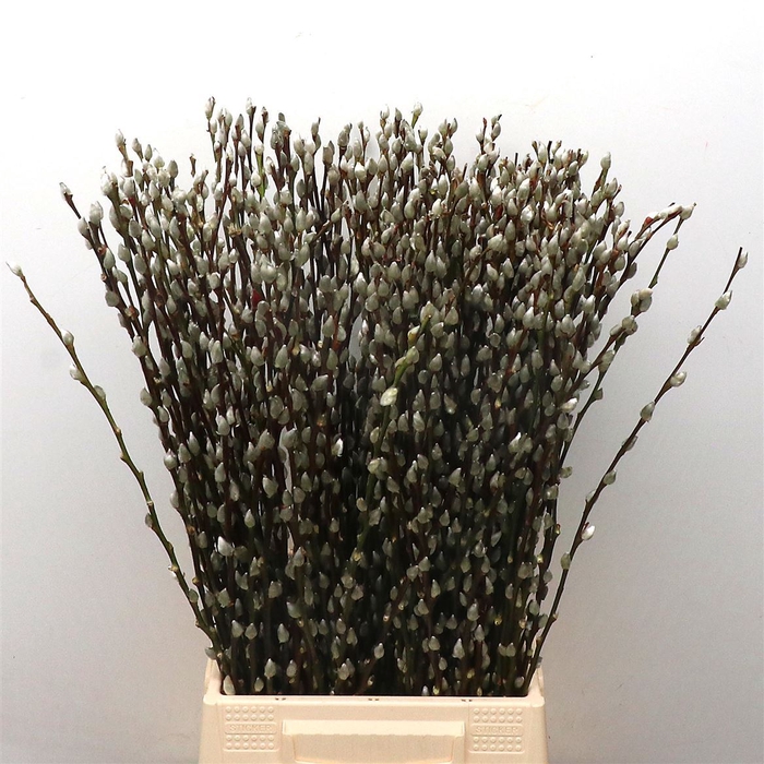 <h4>Salix Caprea Snow Flake 60cm</h4>