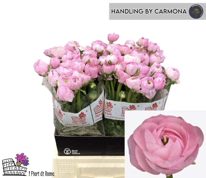 <h4>RAN AM MARSHMALLOW</h4>