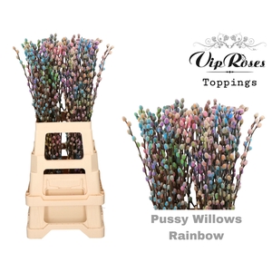SALIX PUSSY WILLOW RAINBOW