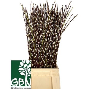 SALIX WILGENKATJES