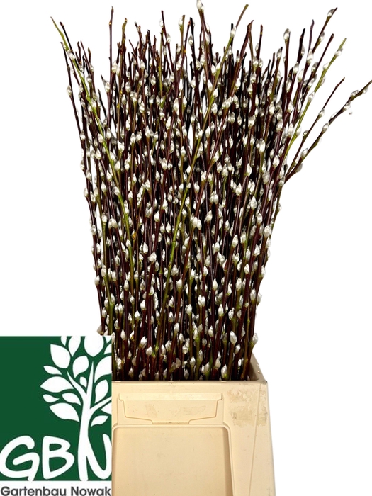 <h4>SALIX WILGENKATJES</h4>
