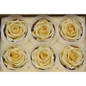 R Prs Champagne Chic