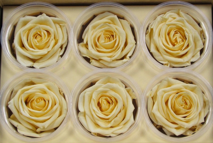 <h4>R Prs Champagne Chic</h4>