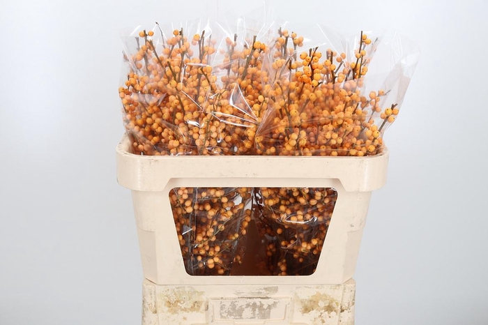 <h4>Ilex Golden Verboom</h4>