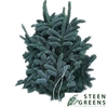 Abies Nob Blauw Kilo