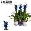 Guzmania Ocean Blue Luxe Keramiek BLUE & WHITE (Decorum)