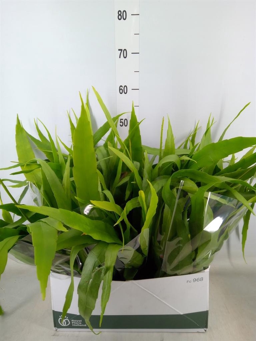 <h4>Epiphyllum   ...</h4>