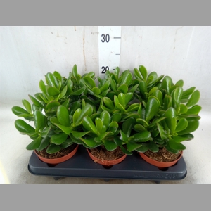 Crassula  'Magical Tree'