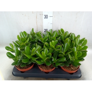 Crassula  'Magical Tree'