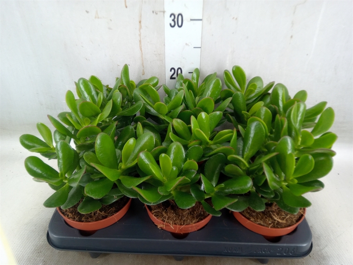 <h4>Crassula  'Magical Tree'</h4>