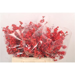Ilex Verticilata Red