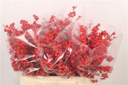 <h4>Ilex Verticilata Red</h4>