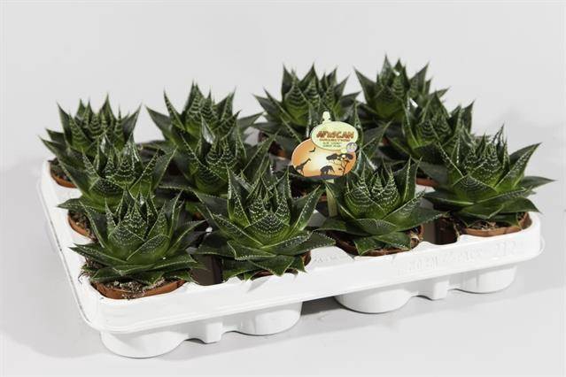 <h4>Aloe Cosmo</h4>