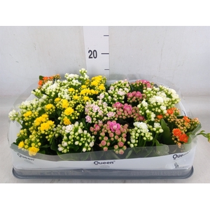 Kalanchoe blos.   ..rosebud mix  5
