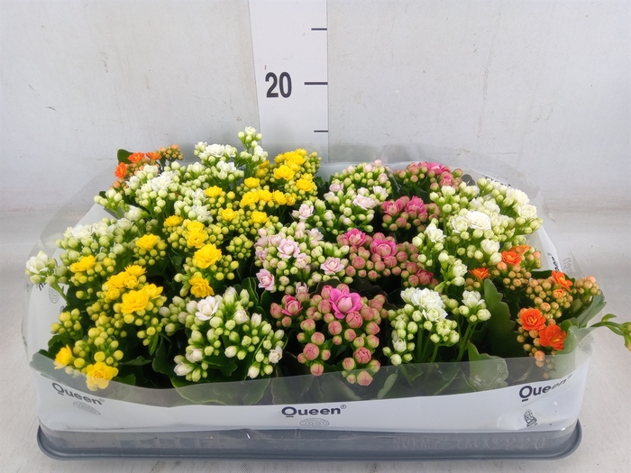 <h4>Kalanchoe blos.   ..rosebud mix  5</h4>