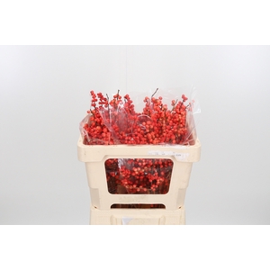 Ilex Vert Oudijks Oranje