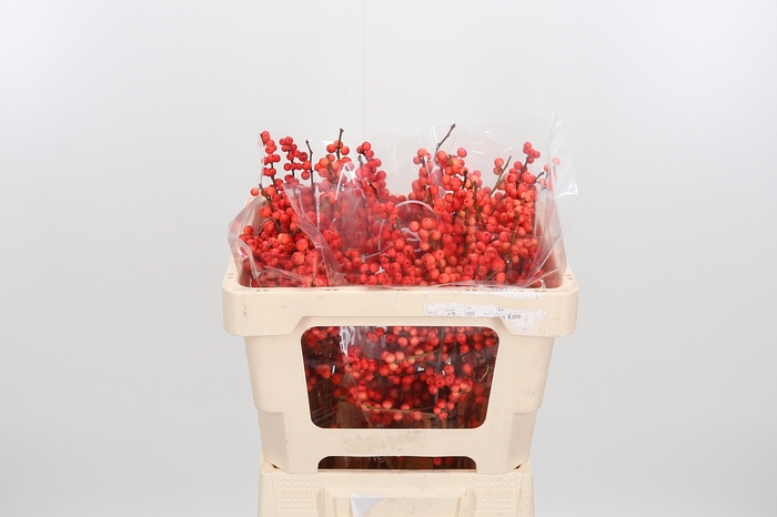 <h4>Ilex Vert Oudijks Oranje</h4>