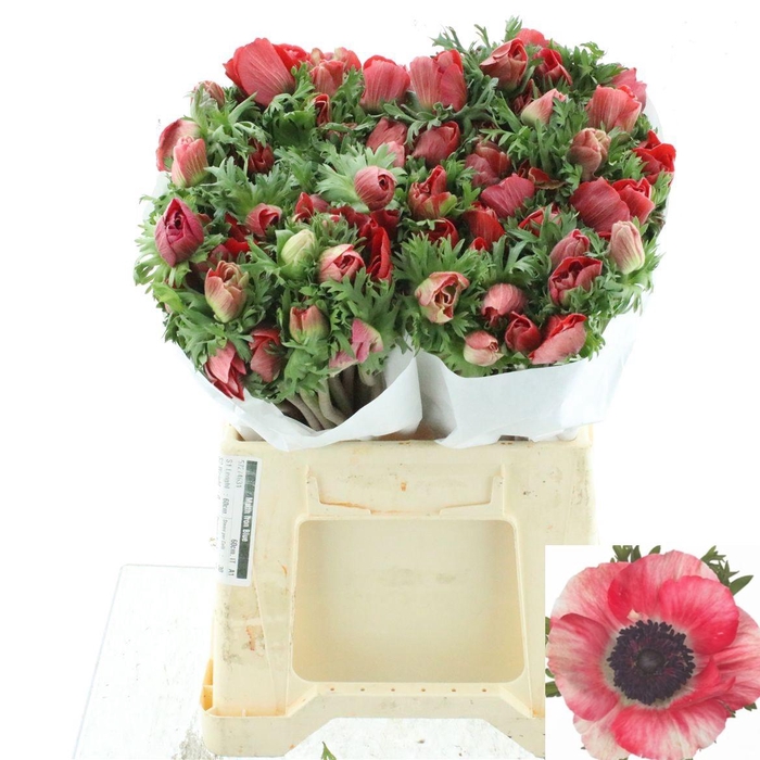 <h4>ANEM CO MIS + RED</h4>