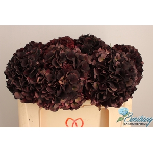 HYDR M MAG D RUBY CL