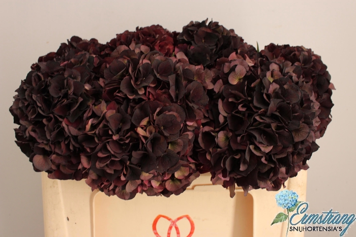 <h4>HYDR M MAG D RUBY CL</h4>