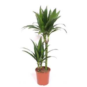 Dracaena Janet Craig 45-15