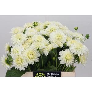 Dahlia White Cap