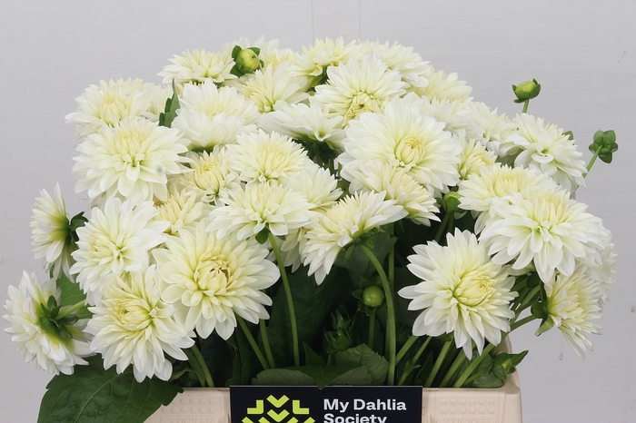 Dahlia White Cap