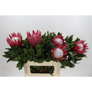 Protea Cynaroides Madiba