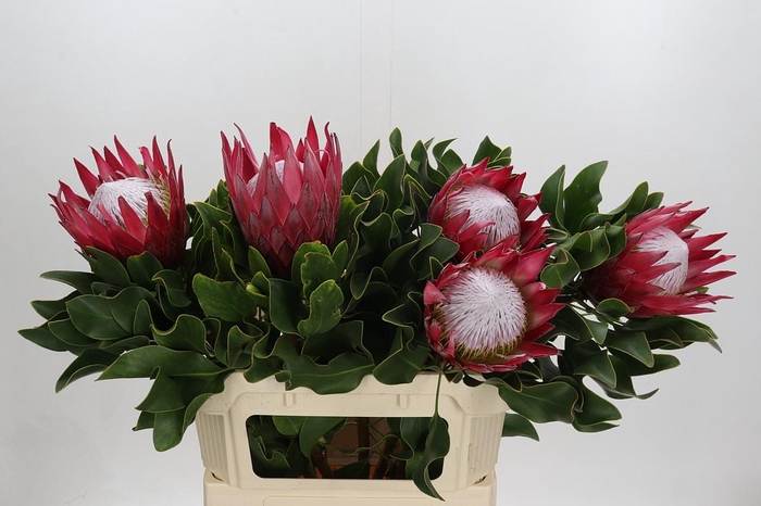 <h4>Protea Cynaroides Madiba</h4>