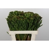 Kaaps Groen Albigreen