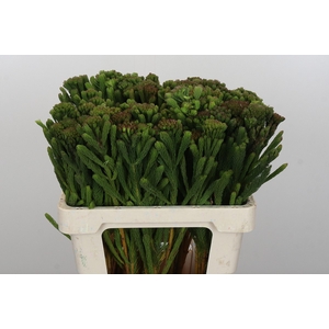 Kaaps Groen Albigreen