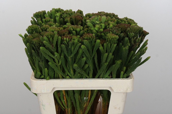 Kaaps Groen Albigreen