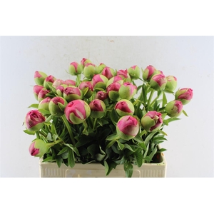 Paeonia L Com Performance