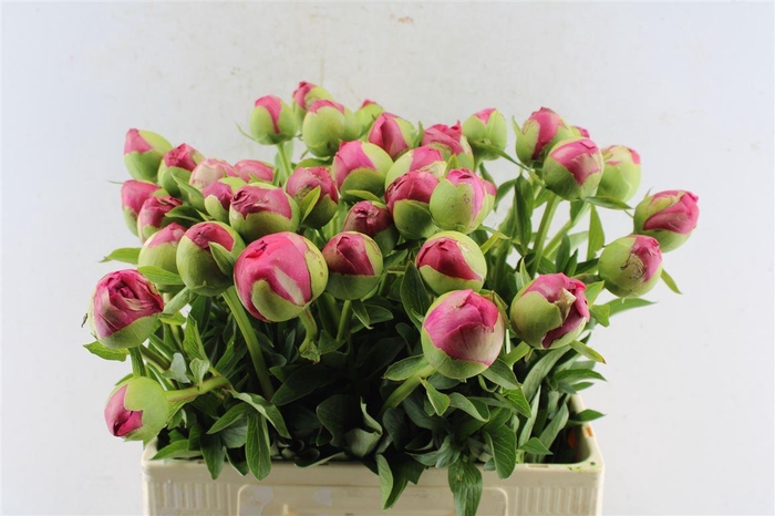 <h4>Paeonia L Com Performance</h4>