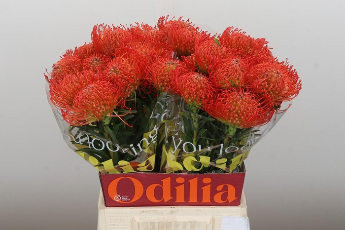 <h4>Nutans Succession</h4>