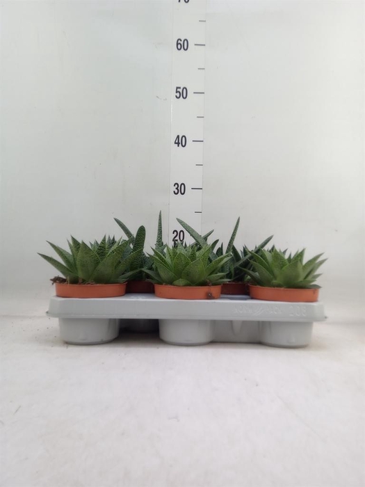 <h4>Aloe   ...mix</h4>