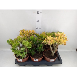 Crassula   ...mix