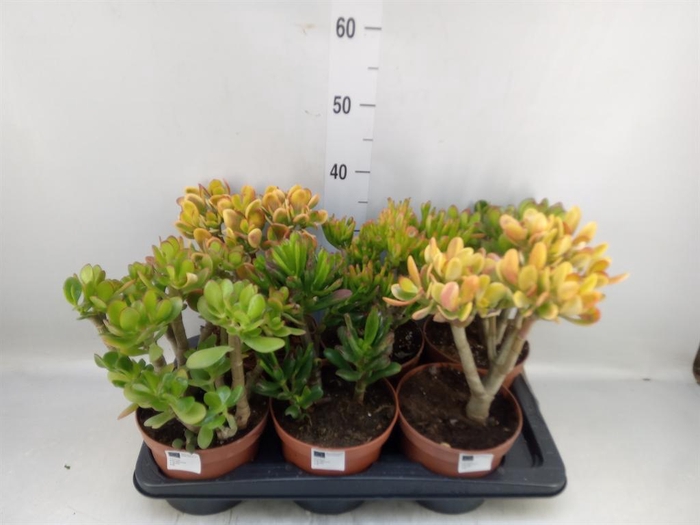 <h4>Crassula   ...mix</h4>