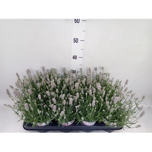 Lavandula angus. 'Rosea'